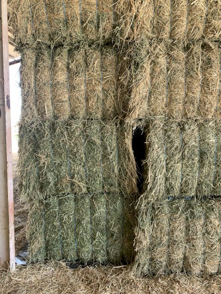 Lucerne and Millet Hay