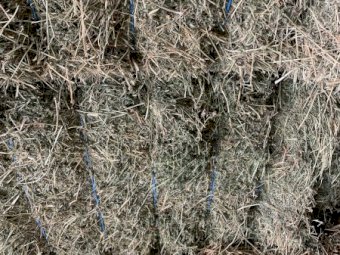 Lucerne and Millet Hay