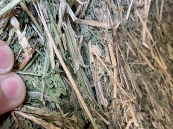 Lucerne and Millet Hay