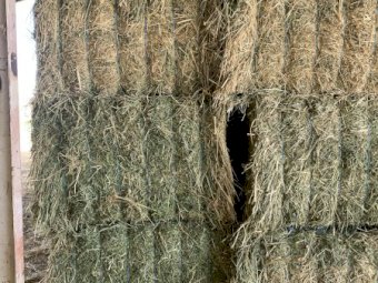 Lucerne and Millet Hay