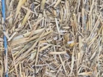 24' Season Frosted Wheaten Hay