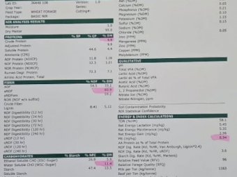 24' Season Frosted Wheaten Hay