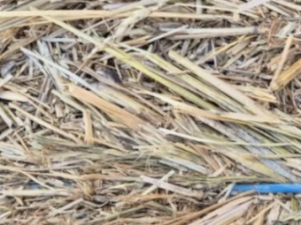 24' Season Frosted Wheaten Hay