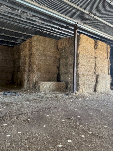 110mt Wheaten Hay 600kg 8x4x3 Bales