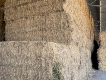 24' Season Vetch Hay