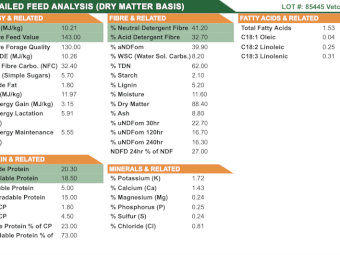 24' Season Vetch Hay