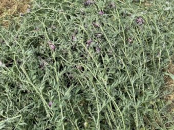 24' Season Vetch Hay