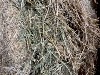 24' Season Vetch Hay
