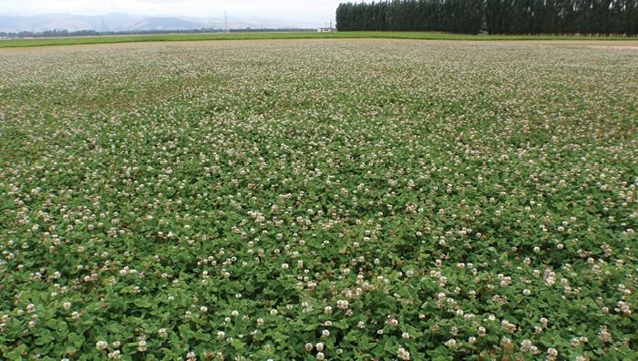 WANTED Hiafa White Clover Seed