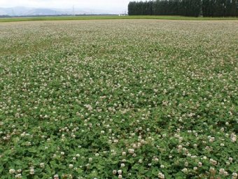 WANTED Hiafa White Clover Seed