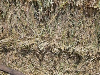 50 mt Barley Hay