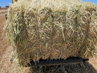 50 mt Barley Hay