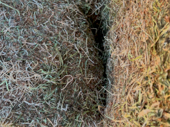 64mt Clover Hay 500kg 8x4x3 Bales