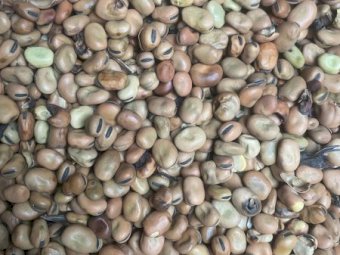 250mt Feed Faba Beans