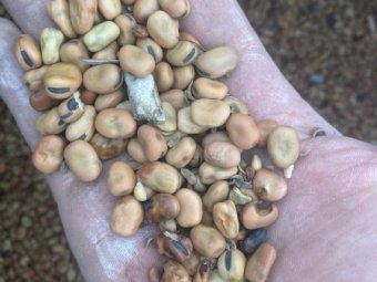 250mt Feed Faba Beans