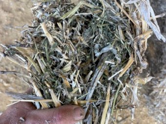 2024 Season Vetch Hay