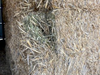 2024 Season Vetch Hay