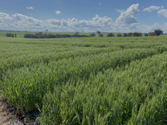 MAP/Urea 70:30 Blend Ex Newcastle