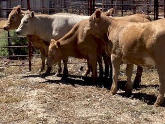 4 Charolais x Hereford heifers