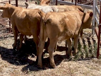 4 Charolais x Hereford heifers