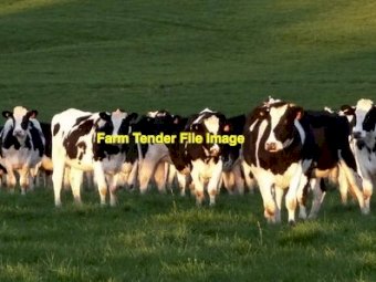 Wanted Lease Land or Agistment 