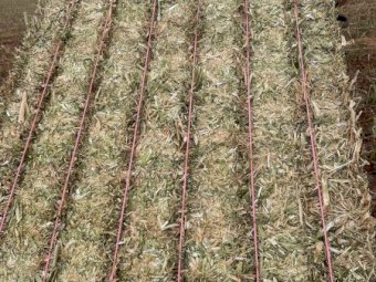 500mt Canola Hay 570-650kg 8x4x3 Bales