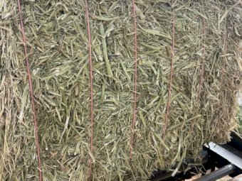 500mt Canola Hay 570-650kg 8x4x3 Bales