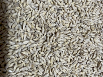 45mt Feed Barley