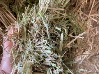2024 Season Barley Hay