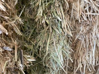 2024 Season Barley Hay