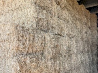 2024 Season Barley Hay