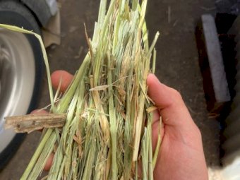 80mt Wheaten Hay 700kg 8x4x3 Bales