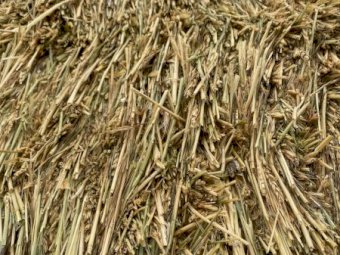 80mt Wheaten Hay 700kg 8x4x3 Bales