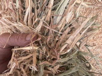 500 m/t 24 Season Barley Hay