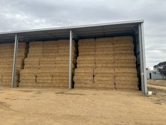 500 m/t 24 Season Barley Hay