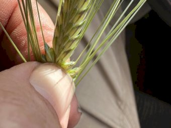 500 m/t 24 Season Barley Hay