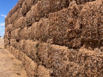 200mt Vetch Hay 600kg 8x4x3 Bales
