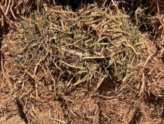 200mt Vetch Hay 600kg 8x4x3 Bales