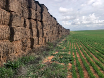 600mt Vetch Hay 630kg 8x4x3 Bales
