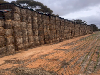 200mt Vetch Hay 620kg 8x4x3 Bales