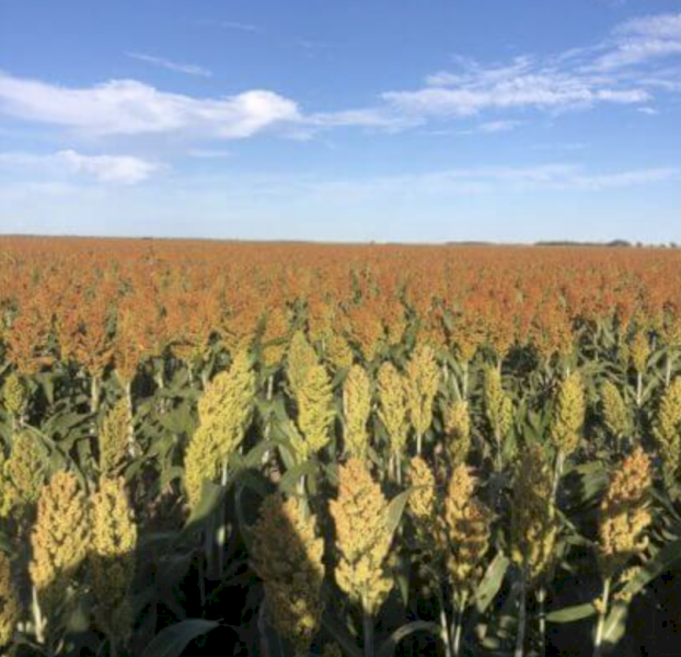 **Hot Offer** Atrazine 900 WG - 15kg