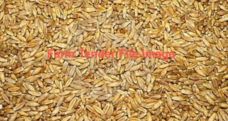 WANTED 30mt Endeavour Triticale Seed
