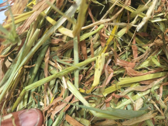 200mt Barley Hay 650kg 8x4x3 Bales