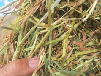 200mt Barley Hay 650kg 8x4x3 Bales