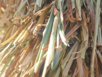 200mt Barley Hay 650kg 8x4x3 Bales