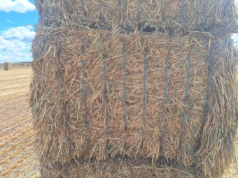 200mt Barley Hay 650kg 8x4x3 Bales