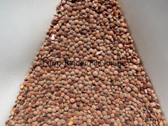35mt Defective Kelpie Lentils