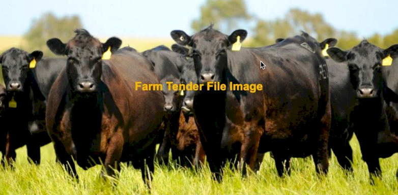 50 x Angus Cows and Calves