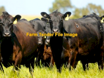 50 x Angus Cows and Calves