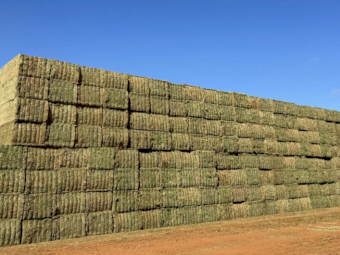 300 x Vetch Hay 700kg 8x4x3 Bales